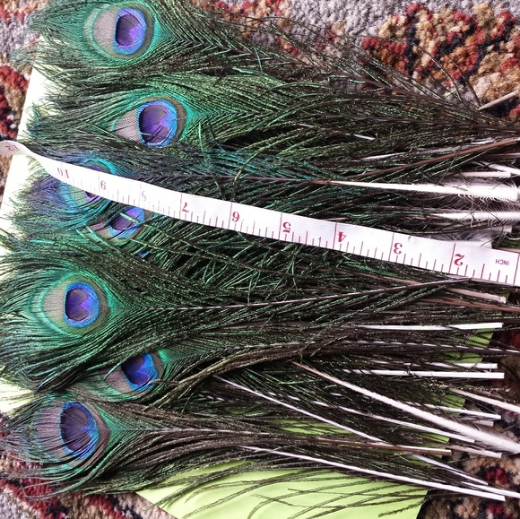 Peacock Feathers - Picture 2 of 2